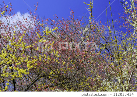 Three-colored plum grove Three-colored plum grove 112033434