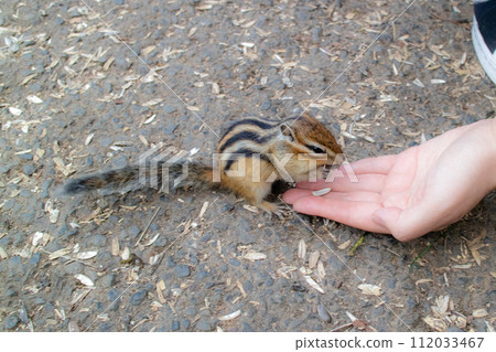 chipmunk eating food from hand chipmunk eating food from hand 112033467