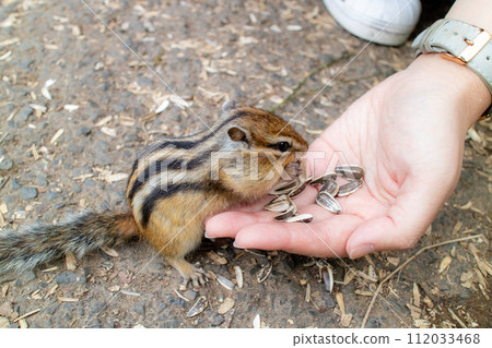 chipmunk eating food from hand 112033468