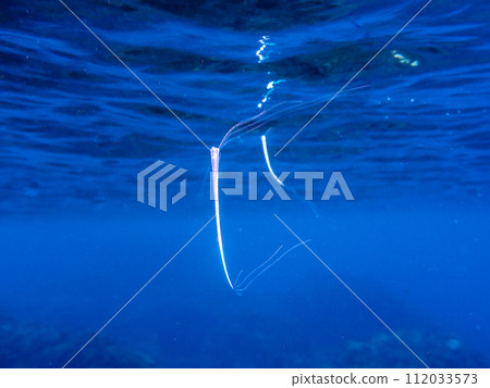 Blue sea and rare juvenile oarfish (Nakagi Hirizo Beach, Minamiizu Town, Kamo District, Shizuoka Prefecture) Photographed on September 29, 2022 Blue sea and rare juvenile oarfish (Nakagi Hirizo Beach, Minamiizu Town, Kamo District, Shizuoka Prefecture) Photographed on September 29, 2022 112033573