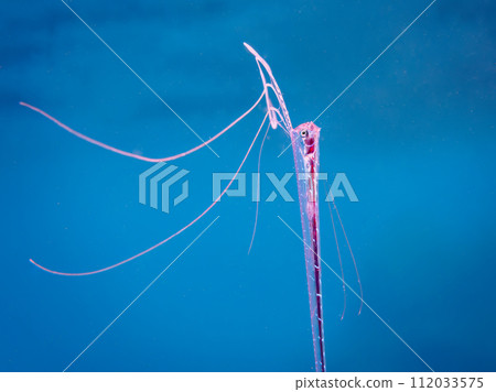 Blue sea and rare juvenile oarfish (Nakagi Hirizo Beach, Minamiizu Town, Kamo District, Shizuoka Prefecture) Photographed on September 29, 2022 Blue sea and rare juvenile oarfish (Nakagi Hirizo Beach, Minamiizu Town, Kamo District, Shizuoka Prefecture) Photographed on September 29, 2022 112033575
