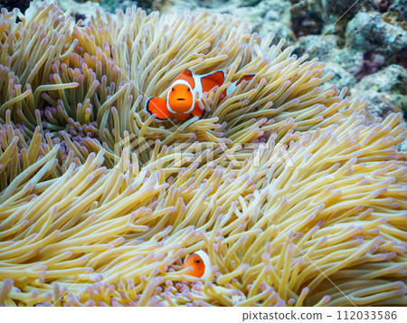 Beautiful sea anemones and a family of cute clownfish (subfamily Anemoneinae) on Kabi Island's wonderful coral reef. offing 112033586