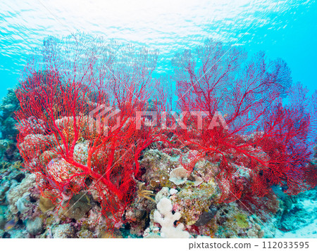 沖繩縣島尻郡卡比島美麗的珊瑚礁上,一簇簇絢麗的紅珊瑚(軟珊瑚科:軟珊瑚) 沖繩縣島尻郡卡比島美麗的珊瑚礁上,一簇簇絢麗的紅珊瑚(軟珊瑚科:軟珊瑚) 112033595