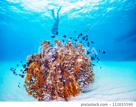 令人驚嘆的珊瑚礁和美麗的紅斑鯛以及其他魚群和潛水員（沖繩縣島尻郡慶良間群島阿嘉島北濱蜜蜂） 112033599