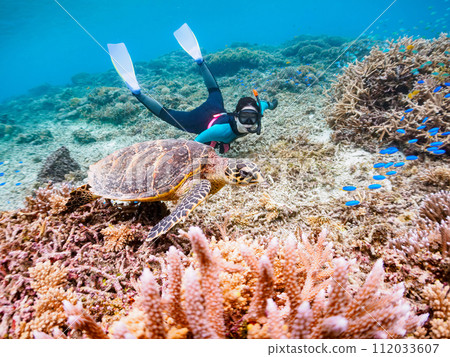 Wonderful coral reefs, cute hawksbill turtles and divers (Ama Beach, Zamami Island, Kerama Islands, Shimajiri-gun, Okinawa Prefecture) 112033607