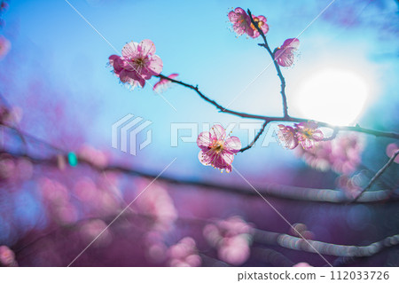 Plum blossoms and sky Plum blossoms and sky 112033726