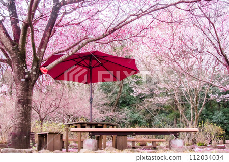 red umbrella inside the cherry blossoms 112034034