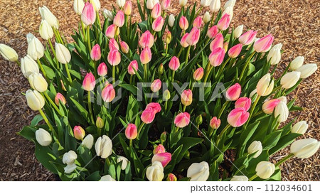 白色和粉紅色的鬱金香 112034601