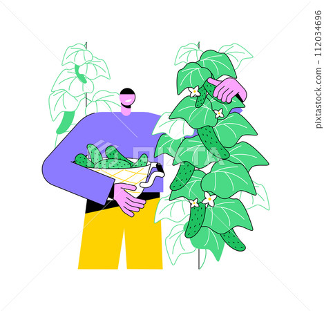 Hydroponic cucumber production isolated cartoon vector illustrations. Farmer growing cucumbers in greenhouse, agriculture industry, vegetables processing-manufacturing sector vector cartoon. 112034696