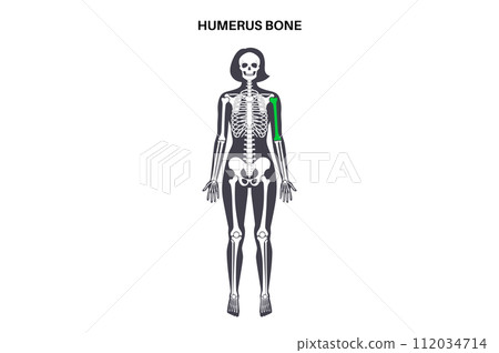Humerus bone anatomy Humerus bone anatomy 112034714