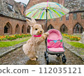 A rabbit pushing a stroller with an umbrella in the rain 112035121