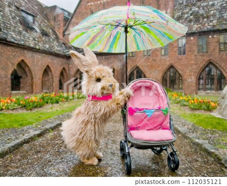 A rabbit pushing a stroller with an umbrella in the rain 112035121
