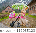 A rabbit pushing a stroller with an umbrella in the rain 112035123