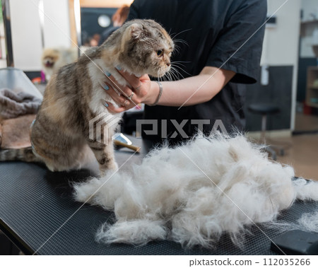 An employee of a grooming salon is combing out a striped gray cat. Fast shedding service. An employee of a grooming salon is combing out a striped gray cat. Fast shedding service. 112035266