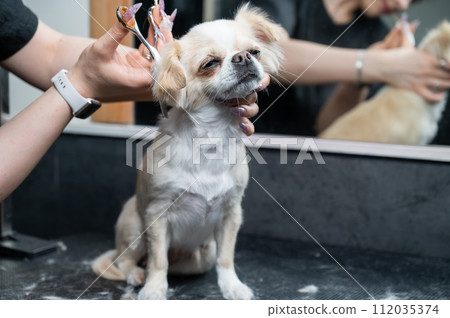 Woman cutting cute shorthair chihuahua dog in grooming salon. Woman cutting cute shorthair chihuahua dog in grooming salon. 112035374