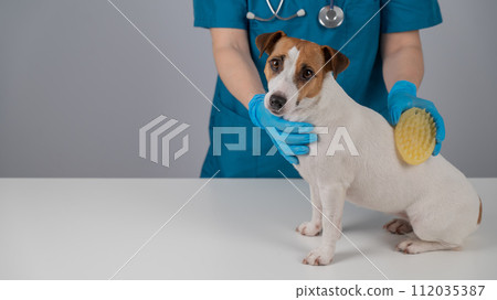 A veterinarian brushes a dog with a silicone brush. Jack Russell Terrier in a muzzle during grooming. A veterinarian brushes a dog with a silicone brush. Jack Russell Terrier in a muzzle during grooming. 112035387