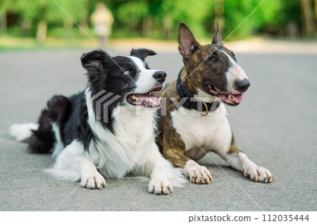 Black and white border collie and brindle bull terrier lie side by side on a walk. Black and white border collie and brindle bull terrier lie side by side on a walk. 112035444