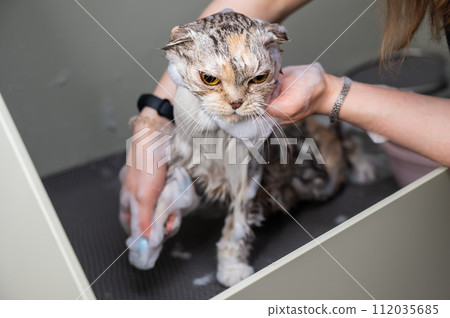 Woman shampooing a tabby gray cat in a grooming salon. Woman shampooing a tabby gray cat in a grooming salon. 112035685
