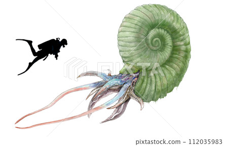 Parapzosia 家族的成員，是最大的古代頭足類菊石之一。 112035983