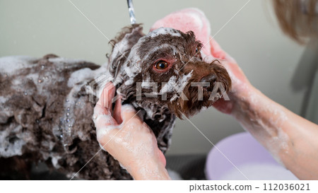 Woman shampooing brown mini poodle in grooming salon.  112036021