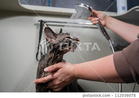 Woman washing a tabby gray cat in a grooming salon. Woman washing a tabby gray cat in a grooming salon. 112036078