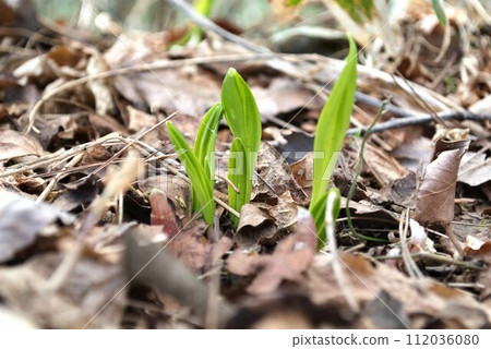 Buds of wandering garlic herald the coming of spring. Buds of wandering garlic herald the coming of spring. 112036080