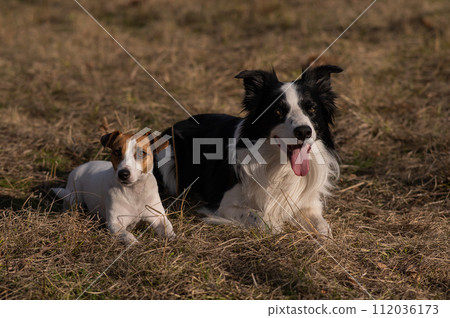 Dog jack russell terrier and border collie lie on yellow autumn grass. Dog jack russell terrier and border collie lie on yellow autumn grass. 112036173