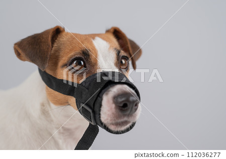 Jack Russell Terrier dog in a rag muzzle on a white background. Copy space. Jack Russell Terrier dog in a rag muzzle on a white background. Copy space. 112036277