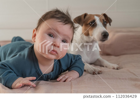 Portrait of a Jack Russell Terrier dog and a three-month-old boy lying on the bed. Portrait of a Jack Russell Terrier dog and a three-month-old boy lying on the bed. 112036429