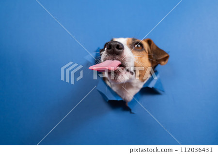 Funny dog jack russell terrier leans out of a hole in a paper blue background. Funny dog jack russell terrier leans out of a hole in a paper blue background. 112036431