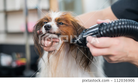 Caucasian woman dries the dog. Papillon Continental Spaniel in the grooming salon.  112036906