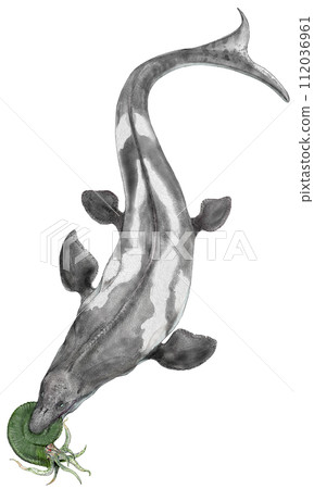 Prognathodon 捕獲了最大的菊石 112036961