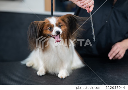 Caucasian woman combing a dog. Papillon Continental Spaniel with tongue hanging out at grooming. Caucasian woman combing a dog. Papillon Continental Spaniel with tongue hanging out at grooming. 112037044