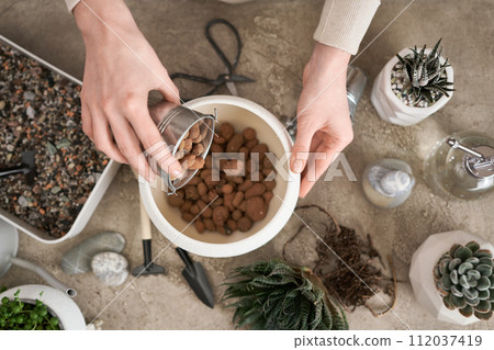 Woman adding expanded clay drainage into ceramic pot for Aloe Aristata house plant transplanting Woman adding expanded clay drainage into ceramic pot for Aloe Aristata house plant transplanting 112037419