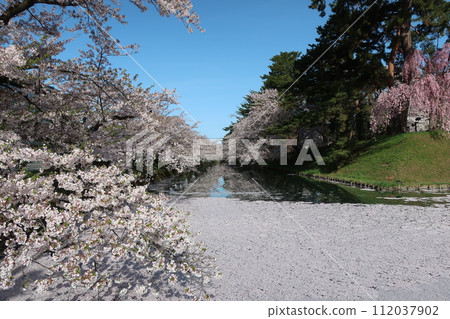 弘前公園花筏第8部分 112037902