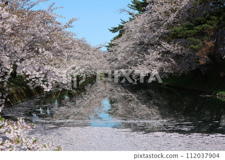 弘前公園花筏第6部分 112037904