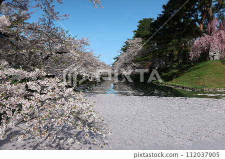 弘前公園花筏第5部分 弘前公園花筏第5部分 112037905