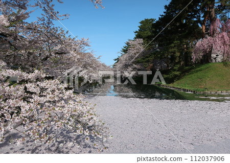 弘前公園花筏第4部分 弘前公園花筏第4部分 112037906