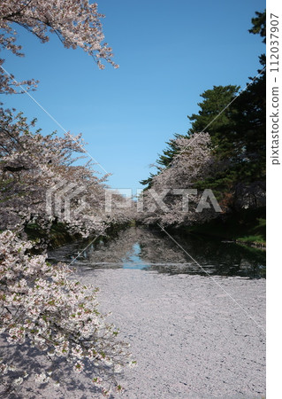弘前公園花筏第3部分 弘前公園花筏第3部分 112037907