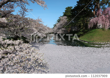 弘前公園花筏第1部分 弘前公園花筏第1部分 112037909