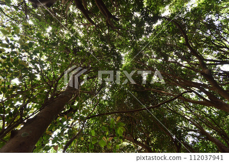 Look up at the sky from the forest 112037941