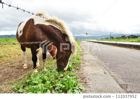 A horse eating grass peeking out from the barbed wire A horse eating grass peeking out from the barbed wire 112037952