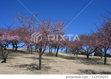 伊勢崎市民之森公園河津櫻花盛開 伊勢崎市民之森公園河津櫻花盛開 112038205