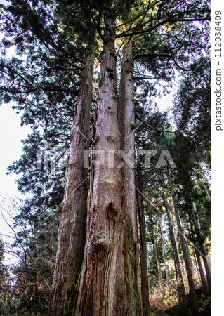 Oiwa Shrine Sanbonsugi of Mt. Oiwa 112038409