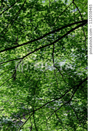 Fresh greenery in Imabari Nabukawa Valley Fresh greenery in Imabari Nabukawa Valley 112038465