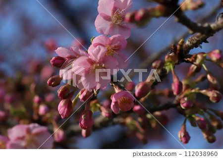 Pink Kawazu cherry blossoms blooming in the park in winter (February) 112038960