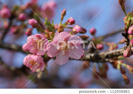 Pink Kawazu cherry blossoms blooming in the park in winter (February) 112038961