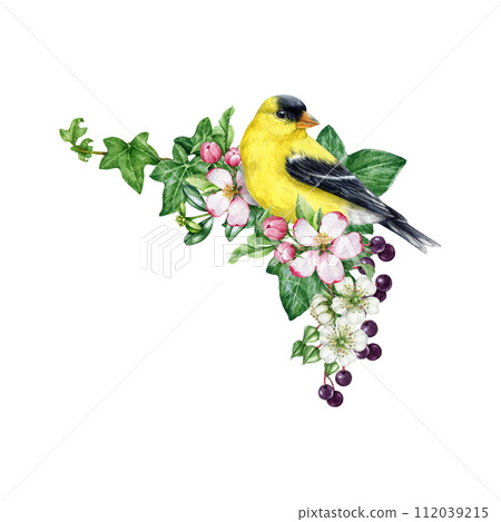 Vintage style spring cozy decor with bird and flowers. Watercolor illustration. Hand drawn goldfinch bird with garden flowers, elderberry, ivy leaves. Springtime decoration element. White background 112039215