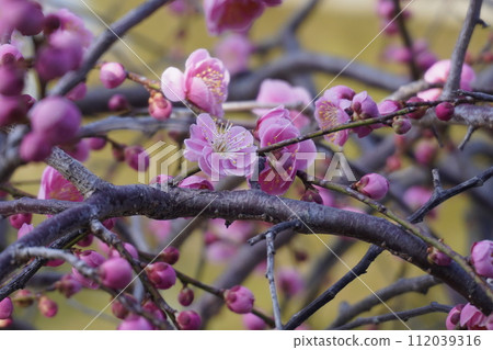 Plum blossoms in full bloom 112039316