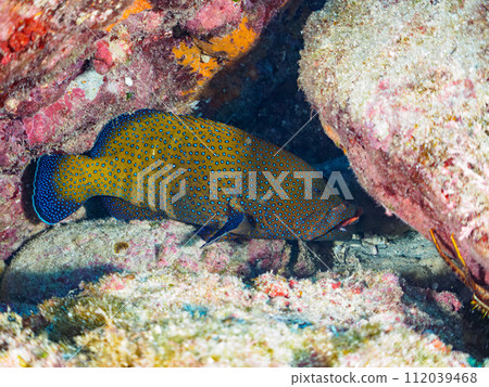 美麗的青目石斑魚（Geridae）。如果你仔細觀察，你會發現它正在吃一隻鳶尾蝦（鳶尾科）。東方 112039468